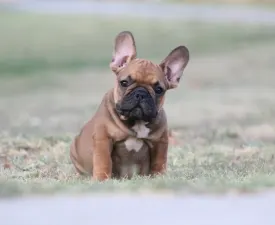 Edison - French Bulldog Puppy for sale