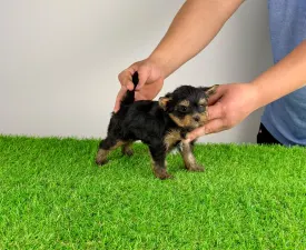 Pancho - Yorkshire Terrier eladó kiskutya
