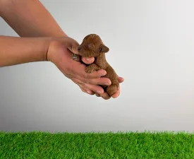 Quira - Zwergpudel Angebotener Welpe