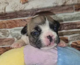Igor - French Bulldog Puppy for sale
