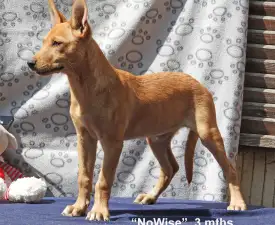 Árkosligeti Magic Eyes Nowise - Ausztrál Kelpie eladó kiskutya