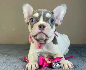 Alise - French Bulldog Puppy for sale