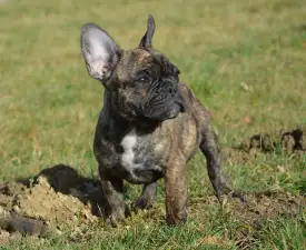Hector - Francia bulldog eladó kiskutya