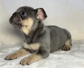 Luna - Francia bulldog eladó kiskutya