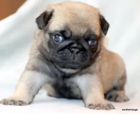 Pugsley On Hold - Pug Puppy for sale