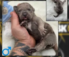 Odin - American Bully - XL Angebotener Welpe