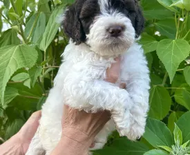 Billy The Kid - Lagotto Romagnolo eladó kiskutya