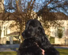 Follow Me Little Zidane  - Angol Cocker spániel eladó kiskutya
