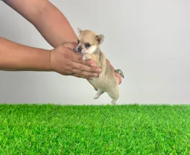 Lita - Chihuahua Angebotener Welpe