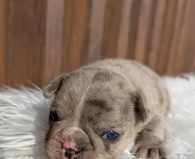 Leila - Francia bulldog eladó kiskutya