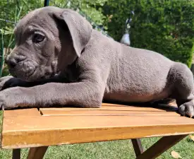 Buzz - Cane Corso eladó kiskutya