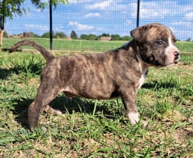 Unique Blood Enzo - Amerikai staffordshire terrier eladó kiskutya