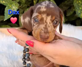 Dax - Tacskó eladó kiskutya