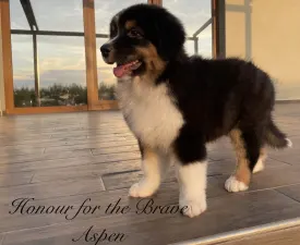 Honour For The Brave Aspen - Ausztrál juhászkutya eladó kiskutya