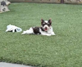 Odin  - Biewer Terrier eladó kiskutya