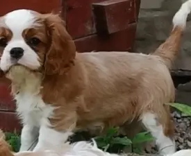Ince - Cavalier King Charles spániel eladó kiskutya