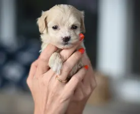 Pluto - Maltipoo Puppy for sale