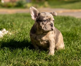 Bogi  - Bulldog francese Cucciolo in vendita