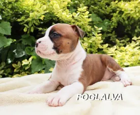 Horologium Constellation Of Silence Warrior - American Staffordshire Terrier Puppy for sale