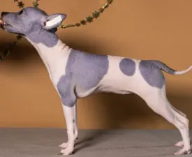 Astrea Light - American Hairless Terrier Angebotener Welpe