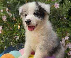 Gingers Heritage Despacito - Border Collie Angebotener Welpe