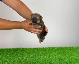 Nina - Pomeranian eladó kiskutya