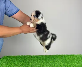 Shaky - Australian Shepherd Cucciolo in vendita