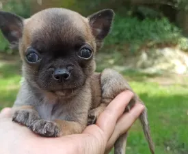 Haribo  - Chihuahua Chiot à vendre