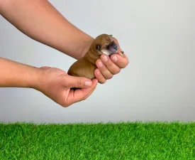 Rinti - Shiba Angebotener Welpe