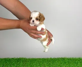 Lotus - Cavalier King Charles Spaniel Puppy for sale