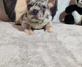 French Bulldog Merla Tan Boy - Французский бульдог Щенок на продажу