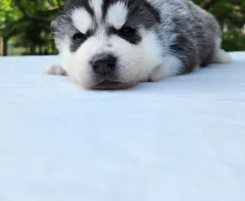 Ankaa Of Polar Moonlights - Siberian Husky Puppy for sale