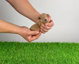 Ninca - Trpasličí pudl Štěně na prodej