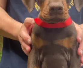 Bear Di Bomanite - Dobermann eladó kiskutya