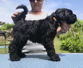 Badacsonyalja Daire Blue Pride - Terrier Kerry Blue Cățeluș de vânzare
