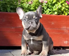 Forest - French Bulldog Puppy for sale