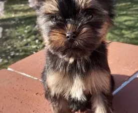 Never Give Up - Yorkshire Terrier Angebotener Welpe