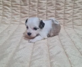 Tara - Havanese eladó kiskutya