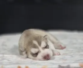 Saint Michael Island "red Boy" - Siberian Husky Puppy for sale