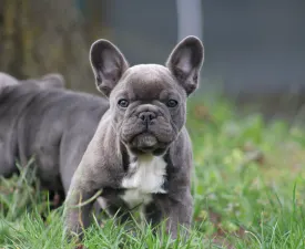 Behemót - French Bulldog Puppy for sale