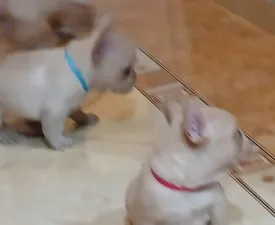 Bruno - French Bulldog Puppy for sale