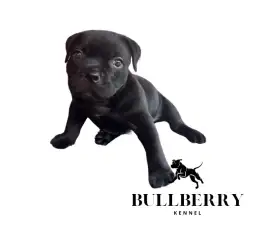 Youngberry - Amerikai Bully - Standard eladó kiskutya