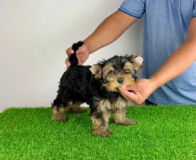 Ziggy - Yorkshire Terrier Puppy for sale