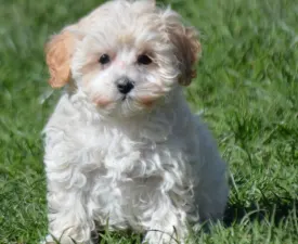 Gigi - Maltipoo eladó kiskutya