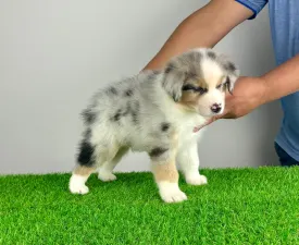 Wolf - Australian Shepherd Angebotener Welpe