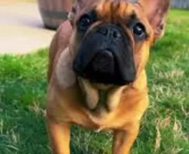 Miora Frenchie Loki - Francia bulldog eladó kiskutya