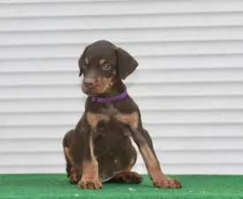 X-Factor - Dobermann Puppy for sale