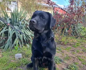 Klágya Kincse Döme  - Labrador Retriever Puppy for sale