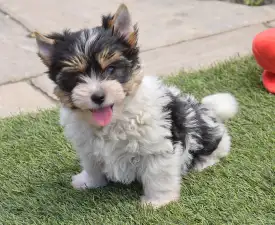 Pierre - Biewer Terrier Puppy for sale