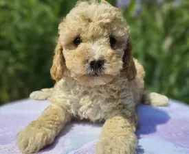 Boom - Cavapoo Puppy for sale